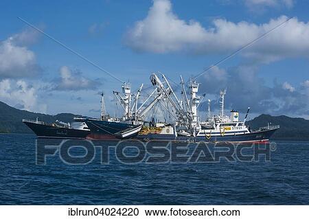 "Chinese fishing trawlers, Pohnpei, Micronesia, Oceania" View Large Photo Image Stock Image - "Chinese fishing trawlers, Pohnpei, Micronesia, Oceania". Fotosearch