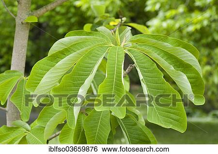 Stock Photograph - "Chinese Magnolia (Magnolia officinalis var. biloba), leaves, ornamental plant, Thuringia, Germany, Europe". Fotosearch