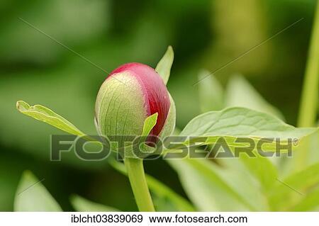 "Chinese peony (Paeonia lactiflora), flower bud, Germany, Europe" View Large Photo Image Stock Photo - "Chinese peony (Paeonia lactiflora), flower bud, Germany, Europe". Fotosearch