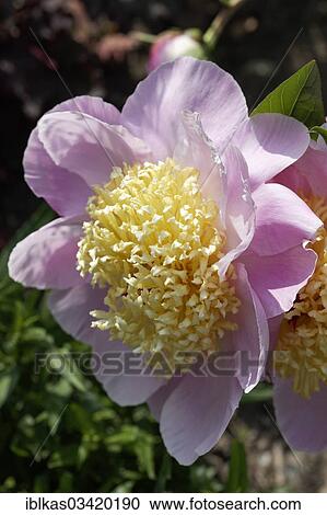 "Chinese Peony 'Westerner' (Paeonia lactiflora 'Westerner'), herbaceous peony" View Large Photo Image Stock Image - "Chinese Peony 'Westerner' (Paeonia lactiflora 'Westerner'), herbaceous peony". Fotosearch