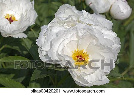 "Chinese Peony 'Zu Zu' (Paeonia lactiflora 'Zu Zu'), herbaceous peony" View Large Photo Image Stock Image - "Chinese Peony 'Zu Zu' (Paeonia lactiflora 'Zu Zu'), herbaceous peony". Fotosearch