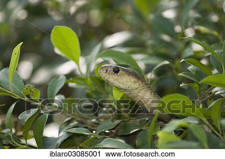 "Chinese ratsnake or Indo-Chinese rat snake (Ptyas korros), Mekong-Delta, Tiß? ün Giang, Vietnam, Asia" View Large Photo Image Stock Image - "Chinese ratsnake or Indo-Chinese rat snake (Ptyas korros), Mekong-Delta, Tiß? ün Giang, Vietnam, Asia". Fotosearch