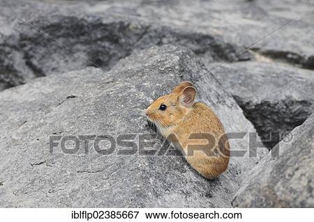 "Chinese Red Pika (Ochotona erythrotis), adult, standing on rock, Mengda Nature Reserve, Qinghai Province, China, People's Republic of China, Asia" View Large Photo Image Stock Photo - "Chinese Red Pika (Ochotona erythrotis), adult, standing on rock, Mengda Nature Reserve, Qinghai Province, China, People's Republic of China, Asia". Fotosearch