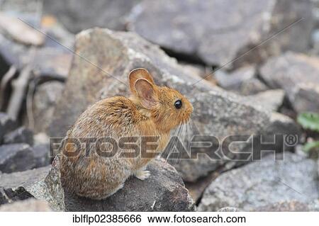 Stock Photograph - "Chinese Red Pika (Ochotona erythrotis), adult, standing on rock, Mengda Nature Reserve, Qinghai Province, China, People's Republic of China, Asia". Fotosearch