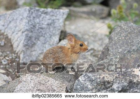 Stock Photography - "Chinese Red Pika (Ochotona erythrotis), adult, standing on rock, Mengda Nature Reserve, Qinghai Province, China, People's Republic of China, Asia". Fotosearch