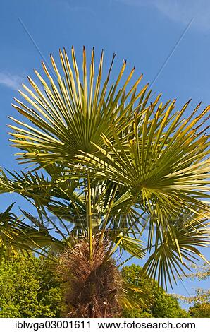 Stock Image - Chinese Windmill Palm (Trachycarpus fortunei). Fotosearch