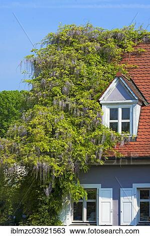 "Chinese Wisteria (Wisteria sinensis) climbing plant on a house, Bavaria, Germany, Europe" View Large Photo Image Stock Image - "Chinese Wisteria (Wisteria sinensis) climbing plant on a house, Bavaria, Germany, Europe". Fotosearch