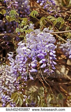 Stock Photo - "Chinese Wisteria (Wisteria sinensis, Wisteria chinensis), native to East Asia, ornamental plant". Fotosearch