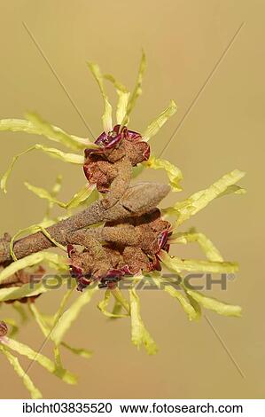 Stock Image - "Chinese Witch Hazel (Hamamelis mollis), flowering, native to China". Fotosearch