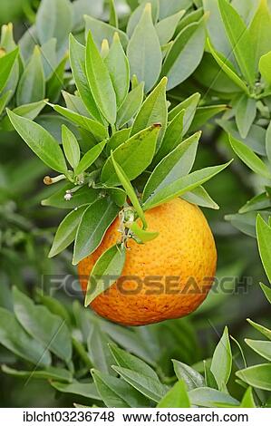 Stock Photo - "Chinotto orange (Citrus aurantium myrtifolia), fruit on tree, North Rhine-Westphalia, Germany, Europe". Fotosearch
