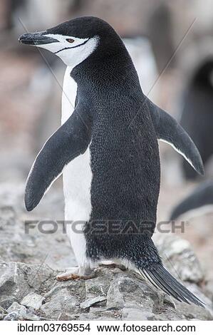 "Chinstrap Penguin (Pygoscelis antarcticus), Hannah Point, Livingston Island, Antarctica" View Large Photo Image Picture - "Chinstrap Penguin (Pygoscelis antarcticus), Hannah Point, Livingston Island, Antarctica". Fotosearch