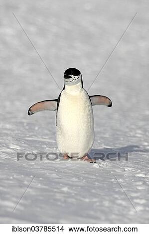 "Chinstrap Penguin (Pygoscelis antarctica), adult, spreading wings, Brown Bluff, Antarctica" View Large Photo Image Picture - "Chinstrap Penguin (Pygoscelis antarctica), adult, spreading wings, Brown Bluff, Antarctica". Fotosearch