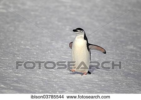 "Chinstrap Penguin (Pygoscelis antarctica), adult, spreading wings, Brown Bluff, Antarctica" View Large Photo Image Picture - "Chinstrap Penguin (Pygoscelis antarctica), adult, spreading wings, Brown Bluff, Antarctica". Fotosearch