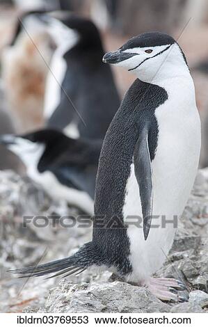 "Chinstrap Penguin (Pygoscelis antarcticus), Hannah Point, Livingston Island, Antarctica" View Large Photo Image Stock Image - "Chinstrap Penguin (Pygoscelis antarcticus), Hannah Point, Livingston Island, Antarctica". Fotosearch