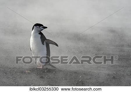 "Chinstrap Penguin (Pygoscelis antarctica), standing in the steam from hot springs at Whalers Bay, Deception Island, South Shetland Islands, Antarctic Peninsula, Antarctica" View Large Photo Image Stock Image - "Chinstrap Penguin (Pygoscelis antarctica), standing in the steam from hot springs at Whalers Bay, Deception Island, South Shetland Islands, Antarctic Peninsula, Antarctica". Fotosearch