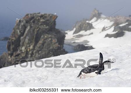 "Chinstrap Penguin (Pygoscelis antarctica), sliding up a snow slope on its belly, Halfmoon Island, Sudliche Shetlandinseln, Antarctica" View Large Photo Image Stock Image - "Chinstrap Penguin (Pygoscelis antarctica), sliding up a snow slope on its belly, Halfmoon Island, Sudliche Shetlandinseln, Antarctica". Fotosearch