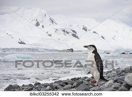 "Chinstrap Penguin (Pygoscelis antarctica) standing on a rocky beach in front of a backdrop of glacier-covered mountains, Halfmoon Island, Sudliche Shetlandinseln, Antarctica" View Large Photo Image Stock Image - "Chinstrap Penguin (Pygoscelis antarctica) standing on a rocky beach in front of a backdrop of glacier-covered mountains, Halfmoon Island, Sudliche Shetlandinseln, Antarctica". Fotosearch