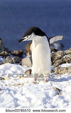 "Chinstrap Penguin (Pygoscelis antarctica), adult, Brown Bluff, Antarctica" View Large Photo Image Stock Image - "Chinstrap Penguin (Pygoscelis antarctica), adult, Brown Bluff, Antarctica". Fotosearch