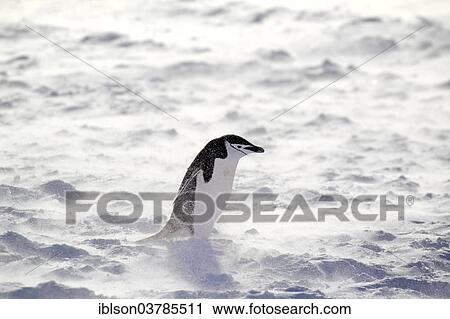 "Chinstrap Penguin (Pygoscelis antarctica), adult, Brown Bluff, Antarctica" View Large Photo Image Stock Image - "Chinstrap Penguin (Pygoscelis antarctica), adult, Brown Bluff, Antarctica". Fotosearch