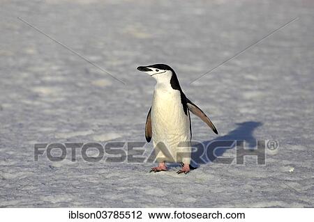 "Chinstrap Penguin (Pygoscelis antarctica), adult, Brown Bluff, Antarctica" View Large Photo Image Stock Image - "Chinstrap Penguin (Pygoscelis antarctica), adult, Brown Bluff, Antarctica". Fotosearch