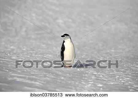 "Chinstrap Penguin (Pygoscelis antarctica), adult, Brown Bluff, Antarctica" View Large Photo Image Stock Image - "Chinstrap Penguin (Pygoscelis antarctica), adult, Brown Bluff, Antarctica". Fotosearch