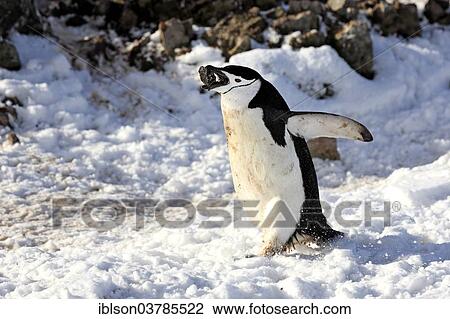 "Chinstrap Penguin (Pygoscelis antarctica), adult with nesting material, Brown Bluff, Antarctica" View Large Photo Image Stock Image - "Chinstrap Penguin (Pygoscelis antarctica), adult with nesting material, Brown Bluff, Antarctica". Fotosearch