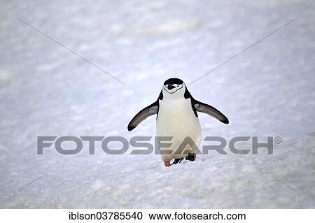 "Chinstrap Penguin (Pygoscelis antarctica), adult, spreading wings, Brown Bluff, Antarctica" View Large Photo Image Stock Image - "Chinstrap Penguin (Pygoscelis antarctica), adult, spreading wings, Brown Bluff, Antarctica". Fotosearch