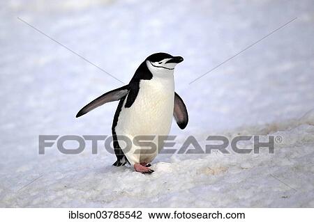 "Chinstrap Penguin (Pygoscelis antarctica), adult, spread wings, Brown Bluff, Antarctica" View Large Photo Image Stock Image - "Chinstrap Penguin (Pygoscelis antarctica), adult, spread wings, Brown Bluff, Antarctica". Fotosearch