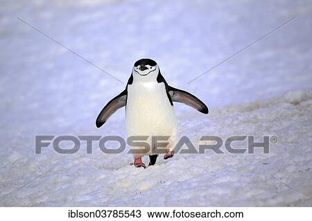 "Chinstrap Penguin (Pygoscelis antarctica), adult, spread wings, Brown Bluff, Antarctica" View Large Photo Image Stock Image - "Chinstrap Penguin (Pygoscelis antarctica), adult, spread wings, Brown Bluff, Antarctica". Fotosearch