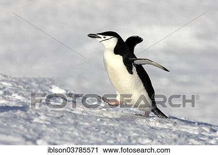 Stock Image - "Chinstrap Penguin (Pygoscelis antarctica), adult, spreading wings, Brown Bluff, Antarctica". Fotosearch