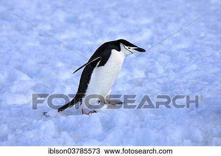"Chinstrap Penguin (Pygoscelis antarctica), adult, spreading wings, Brown Bluff, Antarctica" View Large Photo Image Stock Image - "Chinstrap Penguin (Pygoscelis antarctica), adult, spreading wings, Brown Bluff, Antarctica". Fotosearch