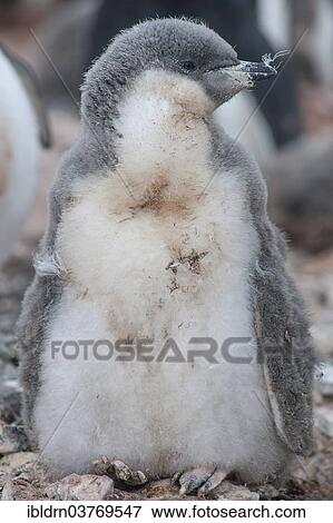 "Chinstrap Penguin (Pygoscelis antarcticus), chick, Hannah Point, Livingston Island, Antarctica" View Large Photo Image Stock Photo - "Chinstrap Penguin (Pygoscelis antarcticus), chick, Hannah Point, Livingston Island, Antarctica". Fotosearch