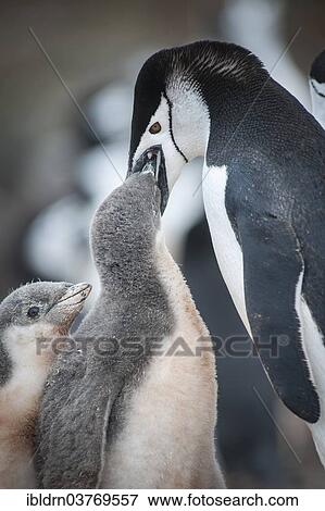 "Chinstrap Penguin (Pygoscelis antarcticus) feeding a chick, Hannah Point, Livingston Iceland, Antarctica" View Large Photo Image Stock Photo - "Chinstrap Penguin (Pygoscelis antarcticus) feeding a chick, Hannah Point, Livingston Iceland, Antarctica". Fotosearch