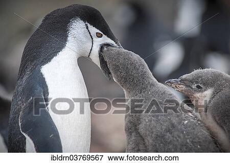 "Chinstrap Penguin (Pygoscelis antarcticus) feeding a chick, Hannah Point, Livingston Iceland, Antarctica" View Large Photo Image Stock Photo - "Chinstrap Penguin (Pygoscelis antarcticus) feeding a chick, Hannah Point, Livingston Iceland, Antarctica". Fotosearch
