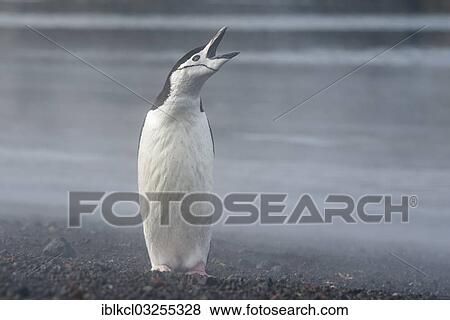 "Chinstrap Penguin (Pygoscelis antarctica), with its wings on its back, calling, Whalers Bay, Deception Island, South Shetland Islands, Antarctic Peninsula, Antarctica" View Large Photo Image Stock Photo - "Chinstrap Penguin (Pygoscelis antarctica), with its wings on its back, calling, Whalers Bay, Deception Island, South Shetland Islands, Antarctic Peninsula, Antarctica". Fotosearch