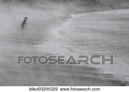 "Chinstrap Penguin (Pygoscelis antarctica), standing in the steam from hot springs at Whalers Bay, Deception Island, South Shetland Islands, Antarctic Peninsula, Antarctica" View Large Photo Image Stock Photo - "Chinstrap Penguin (Pygoscelis antarctica), standing in the steam from hot springs at Whalers Bay, Deception Island, South Shetland Islands, Antarctic Peninsula, Antarctica". Fotosearch