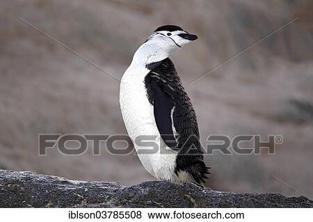 "Chinstrap Penguin (Pygoscelis antarctica), adult, Brown Bluff, Antarctica" View Large Photo Image Stock Photo - "Chinstrap Penguin (Pygoscelis antarctica), adult, Brown Bluff, Antarctica". Fotosearch