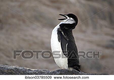 "Chinstrap Penguin (Pygoscelis antarctica), adult, rock, yawning, Brown Bluff, Antarctica" View Large Photo Image Stock Photo - "Chinstrap Penguin (Pygoscelis antarctica), adult, rock, yawning, Brown Bluff, Antarctica". Fotosearch