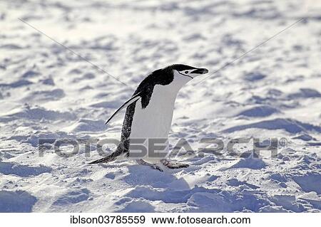 "Chinstrap Penguin (Pygoscelis antarctica), adult, spreading wings, Brown Bluff, Antarctica" View Large Photo Image Stock Photo - "Chinstrap Penguin (Pygoscelis antarctica), adult, spreading wings, Brown Bluff, Antarctica". Fotosearch