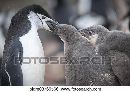"Chinstrap Penguin (Pygoscelis antarcticus) feeding a chick, Hannah Point, Livingston Iceland, Antarctica" View Large Photo Image Stock Photograph - "Chinstrap Penguin (Pygoscelis antarcticus) feeding a chick, Hannah Point, Livingston Iceland, Antarctica". Fotosearch