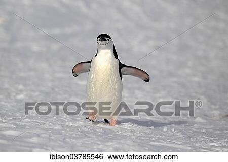 "Chinstrap Penguin (Pygoscelis antarctica), adult, spreading wings, Brown Bluff, Antarctica" View Large Photo Image Stock Photograph - "Chinstrap Penguin (Pygoscelis antarctica), adult, spreading wings, Brown Bluff, Antarctica". Fotosearch
