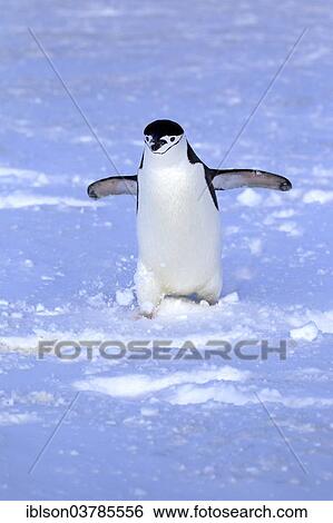 "Chinstrap Penguin (Pygoscelis antarctica), adult, spreading wings, Brown Bluff, Antarctica" View Large Photo Image Stock Photograph - "Chinstrap Penguin (Pygoscelis antarctica), adult, spreading wings, Brown Bluff, Antarctica". Fotosearch