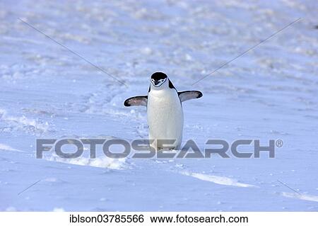 "Chinstrap Penguin (Pygoscelis antarctica), adult, spreading wings, Brown Bluff, Antarctica" View Large Photo Image Stock Photograph - "Chinstrap Penguin (Pygoscelis antarctica), adult, spreading wings, Brown Bluff, Antarctica". Fotosearch