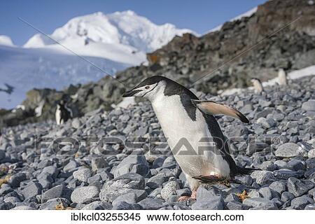 "Chinstrap Penguin (Pygoscelis antarctica) walking across a rocky beach, Halfmoon Island, Sudliche Shetlandinseln, Antarctica" View Large Photo Image Stock Photography - "Chinstrap Penguin (Pygoscelis antarctica) walking across a rocky beach, Halfmoon Island, Sudliche Shetlandinseln, Antarctica". Fotosearch