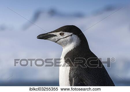 Stock Photography - "Chinstrap Penguin (Pygoscelis antarctica), portrait, Halfmoon Island, Sudliche Shetlandinseln, Antarctica". Fotosearch