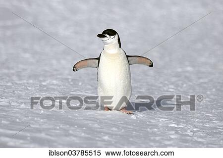 "Chinstrap Penguin (Pygoscelis antarctica), adult, spreading wings, Brown Bluff, Antarctica" View Large Photo Image Stock Photography - "Chinstrap Penguin (Pygoscelis antarctica), adult, spreading wings, Brown Bluff, Antarctica". Fotosearch