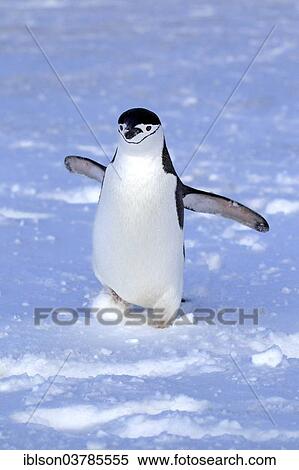 "Chinstrap Penguin (Pygoscelis antarctica), adult, spreading wings, Brown Bluff, Antarctica" View Large Photo Image Stock Photography - "Chinstrap Penguin (Pygoscelis antarctica), adult, spreading wings, Brown Bluff, Antarctica". Fotosearch