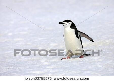 "Chinstrap Penguin (Pygoscelis antarctica), adult, spreading wings, Brown Bluff, Antarctica" View Large Photo Image Stock Photography - "Chinstrap Penguin (Pygoscelis antarctica), adult, spreading wings, Brown Bluff, Antarctica". Fotosearch