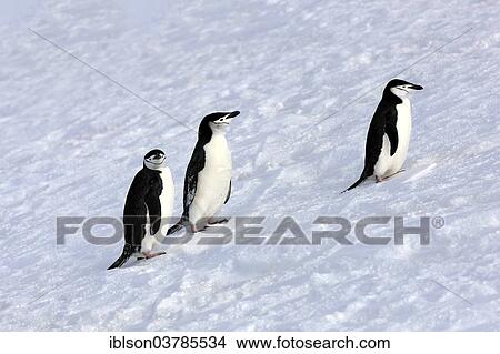 "Chinstrap penguins (Pygoscelis antarctica), adult, Brown Bluff, Antarctica" View Large Photo Image Picture - "Chinstrap penguins (Pygoscelis antarctica), adult, Brown Bluff, Antarctica". Fotosearch