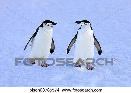 "Chinstrap penguins (Pygoscelis antarctica) pair, Brown Bluff, Antarctica" View Large Photo Image Picture - "Chinstrap penguins (Pygoscelis antarctica) pair, Brown Bluff, Antarctica". Fotosearch